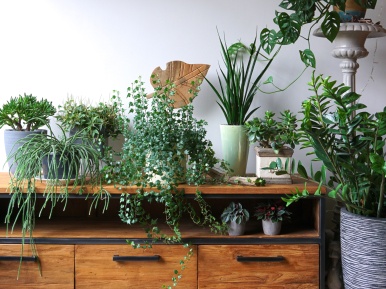Capstone Custom Homes - House Plants