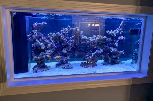 Fish Tank Built In